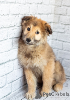 Zdjęcie №2 do zapowiedźy № 163125 na sprzedaż  pies nierasowy - wkupić się Federacja Rosyjska prywatne ogłoszenie