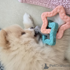 Zdjęcie №4. Sprzedam szpic miniaturowy w Hannover. hodowca - cena - 9567zł