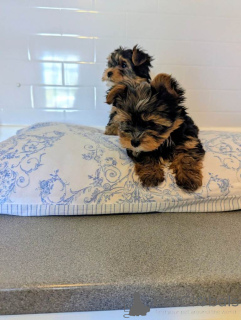 Zdjęcie №2 do zapowiedźy № 166927 na sprzedaż  yorkshire terrier - wkupić się Holandia prywatne ogłoszenie