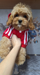 Zdjęcie №3. Szczenięta Cavapoo. Białoruś