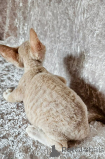 Zdjęcie №1. kot cornish rex - na sprzedaż w Gamprin | negocjowane | Zapowiedź № 173127