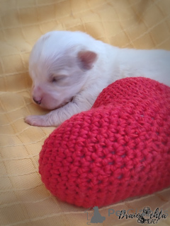 Zdjęcie №4. Sprzedam odis w Częstochowa. hodowca - cena - 5740zł