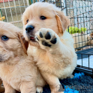 Zdjęcie №1. golden retriever - na sprzedaż w Berno | negocjowane | Zapowiedź №123449