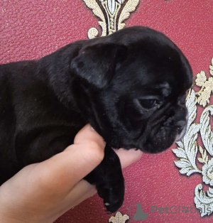 Zdjęcie №4. Sprzedam buldog francuski w Hannover. prywatne ogłoszenie - cena - 3348zł