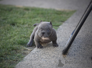 Zdjęcie №2 do zapowiedźy № 79571 na sprzedaż  american bully, patterdale terrier - wkupić się Niemcy prywatne ogłoszenie