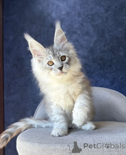 Zdjęcie №3. Sprzedam zdrowe i dobrze zsocjalizowane kocięta rasy Maine Coon. Niemcy