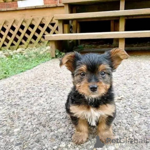 Zdjęcie №1.  - na sprzedaż w Kanada Zatoka | 2780zł | Zapowiedź №161149