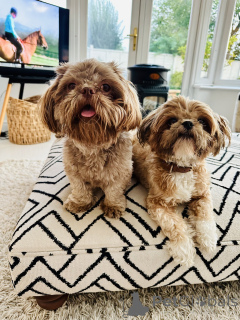 Zdjęcie №1. shih tzu - na sprzedaż w Teksas | 1622zł | Zapowiedź №160287