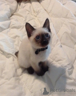 Zdjęcie №3. Milo, ciekawski gaduła o oczach w kolorze oceanu.. Szwecja