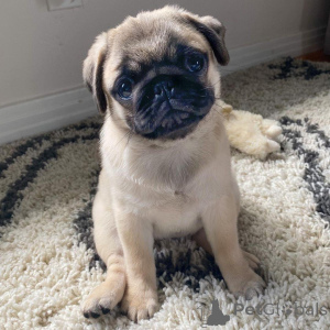 Zdjęcie №1. mops - na sprzedaż w Nowy Jork | 3812zł | Zapowiedź №146296