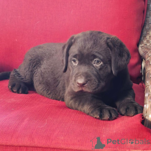 Zdjęcie №2 do zapowiedźy № 176361 na sprzedaż  labrador retriever - wkupić się Niemcy prywatne ogłoszenie