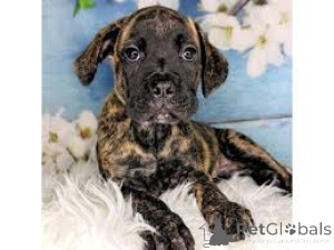 Zdjęcie №1. cane corso - na sprzedaż w Berlin | negocjowane | Zapowiedź №136804