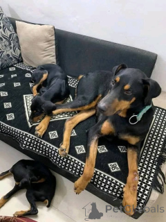 Zdjęcie №2 do zapowiedźy № 173388 na sprzedaż  doberman - wkupić się Dania prywatne ogłoszenie, hodowca