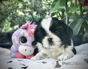Zdjęcie №1. shih tzu - na sprzedaż w Antwerpia | Bezpłatny | Zapowiedź №176290