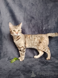 Zdjęcie №3. Kotek Mashenka szuka domu!. Federacja Rosyjska