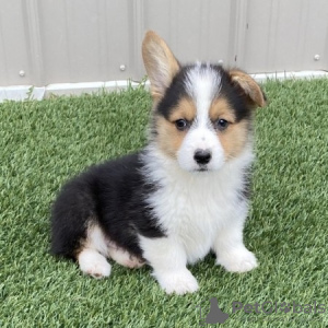 Zdjęcie №1. welsh corgi - na sprzedaż w Stockholm | 990zł | Zapowiedź №117970