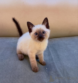 Zdjęcie №1.  - na sprzedaż w Monachium | negocjowane | Zapowiedź № 167234