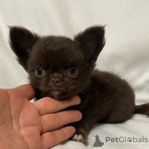 Zdjęcie №4. Sprzedam chihuahua (rasa psów) w Sydnej. hodowca - cena - 3244zł