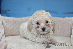 Zdjęcie №1. maltipu - na sprzedaż w Berlin | 4305zł | Zapowiedź №149815