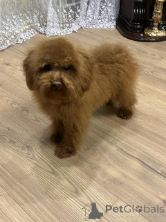 Zdjęcie №4. Sprzedam pudel (zabawka) w Kijów. prywatne ogłoszenie, od żłobka, hodowca - cena - 4784zł