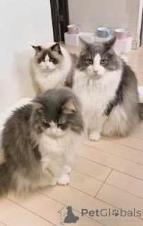 Zdjęcie №1. kot norweski leśny - na sprzedaż w Niegrzeczny | 3348zł | Zapowiedź № 163021