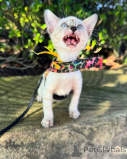 Zdjęcie №1. kot bengalski - na sprzedaż w Kolonia | 3588zł | Zapowiedź № 152544