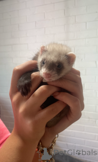 Zdjęcie №2 do zapowiedźy № 143772 na sprzedaż   - wkupić się Austria hodowca