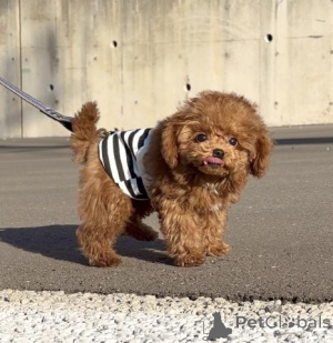 Zdjęcie №4. Sprzedam pudel (zabawka) w Berlin. hodowca - cena - negocjowane