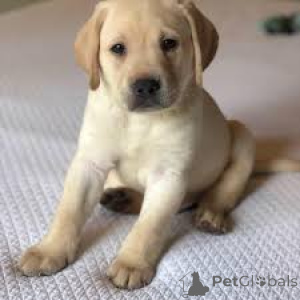 Zdjęcie №3. Sprzedam Chiots Labrador Retriever. Francja