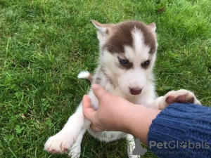 Zdjęcie №1. husky syberyjski - na sprzedaż w Warszawa | 1339zł | Zapowiedź №78222