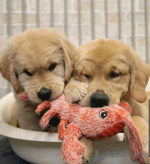 Zdjęcie №2 do zapowiedźy № 137790 na sprzedaż  golden retriever - wkupić się Niemcy hodowca