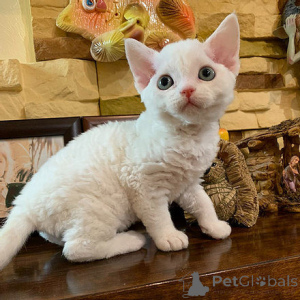 Zdjęcie №1. devon rex - na sprzedaż w Wiedeń | 1196zł | Zapowiedź № 155606