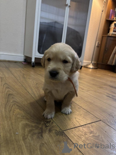 Zdjęcie №1. golden retriever - na sprzedaż w Antwerpia | Bezpłatny | Zapowiedź №159238