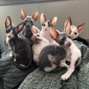 Zdjęcie №1. kot cornish rex - na sprzedaż w Espoo | 2774zł | Zapowiedź № 164325