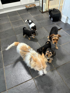 Zdjęcie №3. Teriery Jack Russell. Wielka Brytania