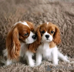 Zdjęcie №1. cavalier king charles spaniel - na sprzedaż w Helsinki | 1465zł | Zapowiedź №117312