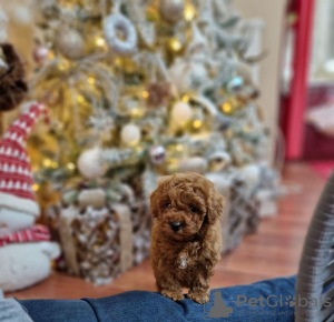 Zdjęcie №4. Sprzedam pudel (zabawka) w Temerin. hodowca - cena - Bezpłatny