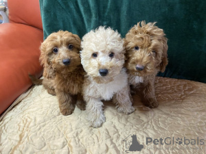 Zdjęcie №2 do zapowiedźy № 97068 na sprzedaż  cavalier king charles spaniel - wkupić się USA prywatne ogłoszenie, hodowca