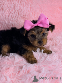 Zdjęcie №2 do zapowiedźy № 169423 na sprzedaż  yorkshire terrier - wkupić się Francja hodowca