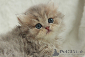 Zdjęcie №2 do zapowiedźy № 51383 na sprzedaż  kot brytyjski długowłosy - wkupić się Ukraina od żłobka
