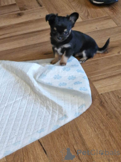 Zdjęcie №3. Szczeniak Chihuahua. USA