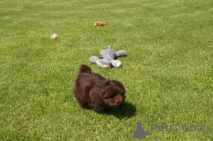 Zdjęcie №1. bolonka - na sprzedaż w Schwerzeenbach | negocjowane | Zapowiedź №162990