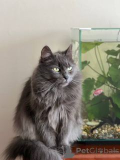 Zdjęcie №4. Sprzedam  w Mińsk. prywatne ogłoszenie - cena - Bezpłatny