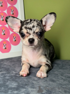 Zdjęcie №1. chihuahua (rasa psów) - na sprzedaż w Helsinki | 2392zł | Zapowiedź №164041