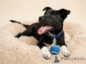 Zdjęcie №2 do zapowiedźy № 166395 na sprzedaż  pies nierasowy - wkupić się Federacja Rosyjska prywatne ogłoszenie