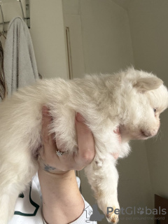 Zdjęcie №4. Sprzedam szpic miniaturowy w Texas City.  - cena - 10464zł