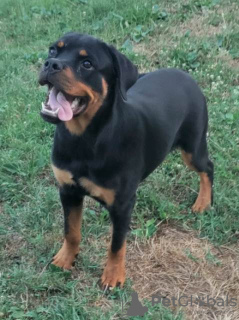 Zdjęcie №2 do zapowiedźy № 111693 na sprzedaż  rottweiler - wkupić się Serbia 