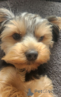 Zdjęcie №1. yorkshire terrier - na sprzedaż w Benfica | 4305zł | Zapowiedź №146026