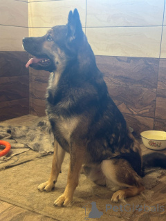 Zdjęcie №2 do zapowiedźy № 137221 na sprzedaż  pies nierasowy - wkupić się Federacja Rosyjska 