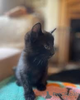 Zdjęcie №2 do zapowiedźy № 171570 na sprzedaż  bombay cat - wkupić się Finlandia prywatne ogłoszenie, hodowca